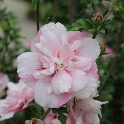 Pink Chiffon Pink Chiffon Rose of Sharon up close.