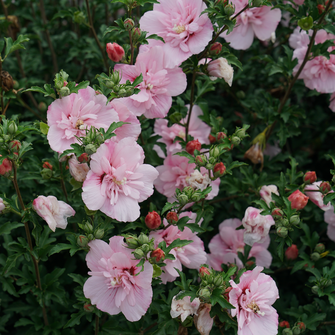 Pink Chiffon® Rose of Sharon (Hibiscus syriacus)