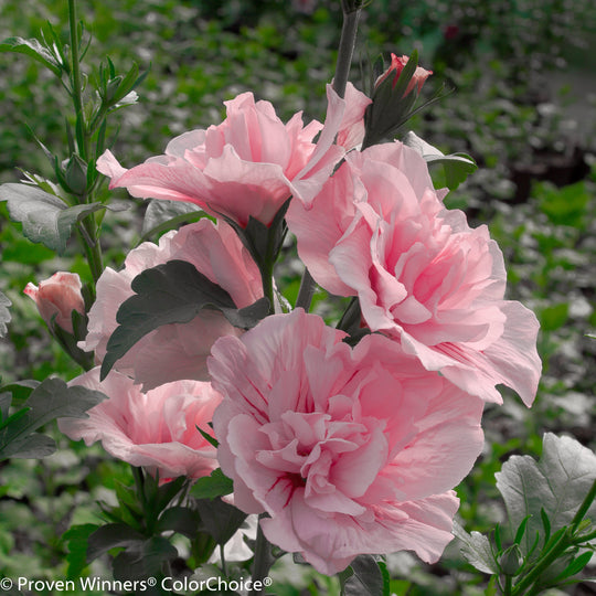 Pink Chiffon® Rose of Sharon (Hibiscus syriacus)
