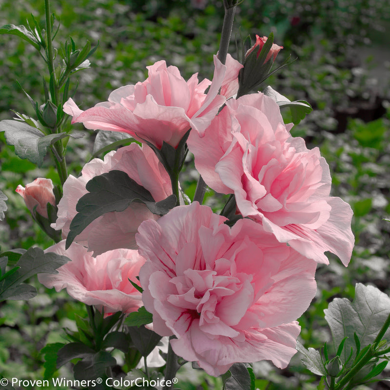 Pink Chiffon Rose of Sharon up close.