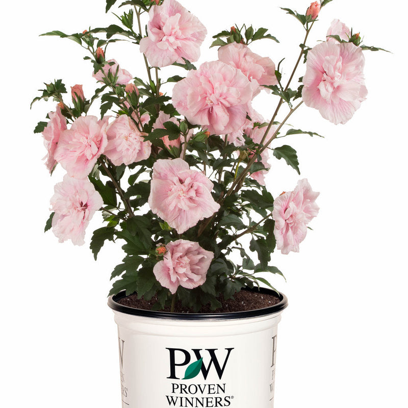 Pink Chiffon Rose of Sharon in container.