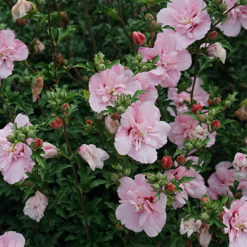 Pink Chiffon Pink Chiffon Rose of Sharon in focus.