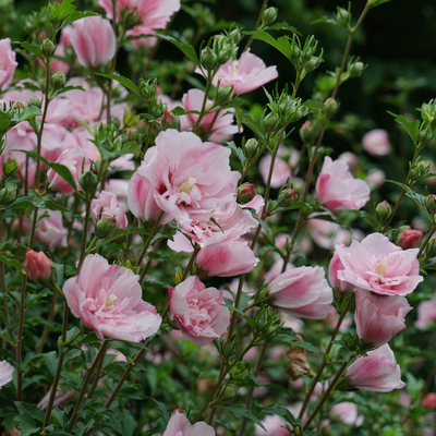 Pink Chiffon Pink Chiffon Rose of Sharon in focus.