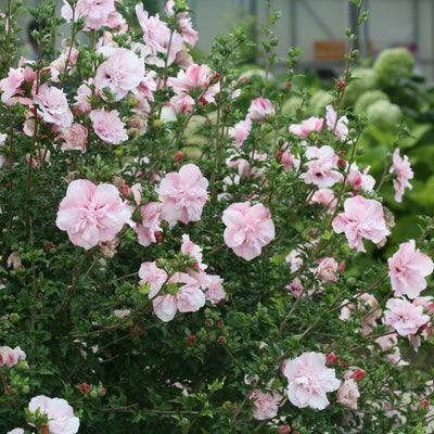 Pink Chiffon Rose of Sharon in focus.