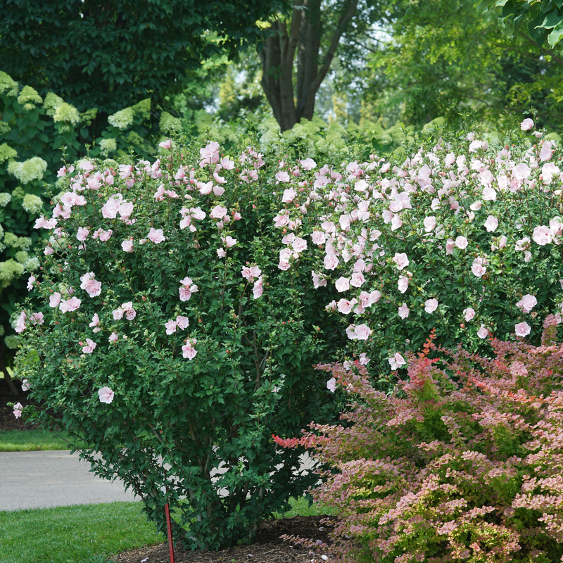 Pink Chiffon Pink Chiffon Rose of Sharon in use.