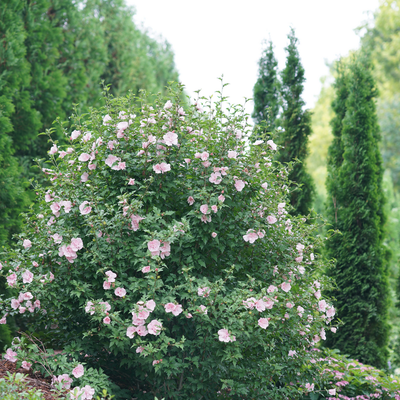 Pink Chiffon Pink Chiffon Rose of Sharon in use.