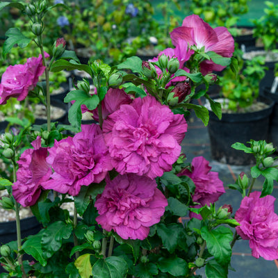 Magenta Chiffon Rose of Sharon up close.