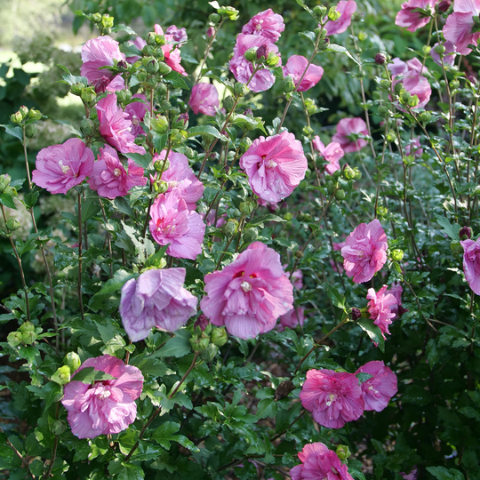 Magenta Chiffon® Rose of Sharon (Hibiscus syriacus)