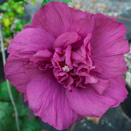 Magenta Chiffon® Rose of Sharon (Hibiscus syriacus)