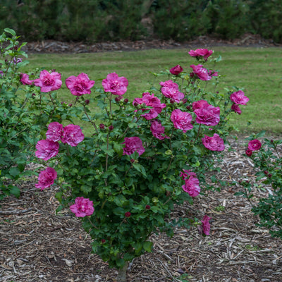 Magenta Chiffon Rose of Sharon in focus.