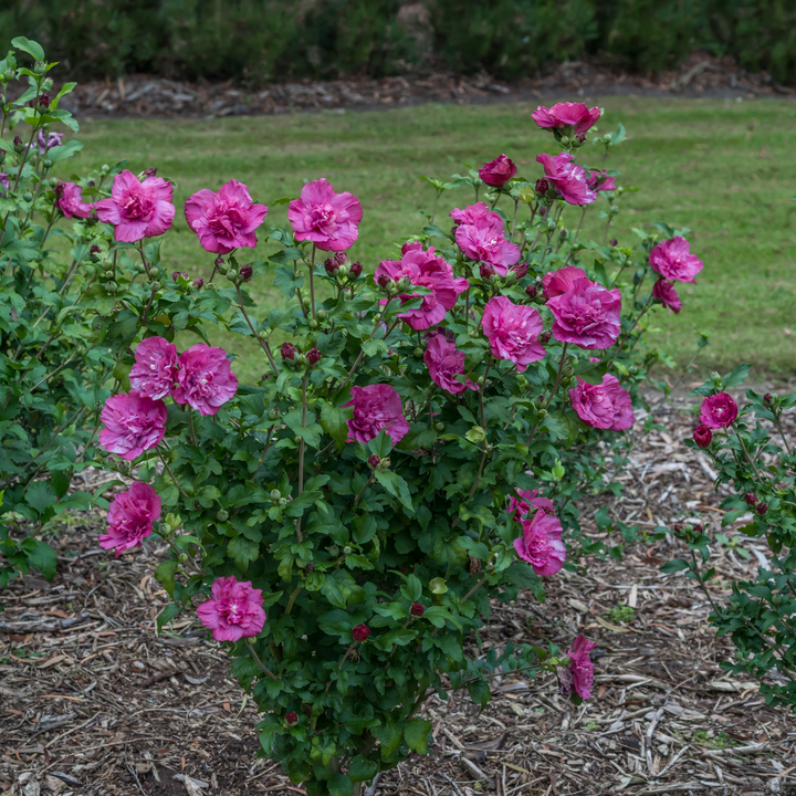 Rose of Sharon | Magenta Chiffon® | Proven Winners® Shrubs