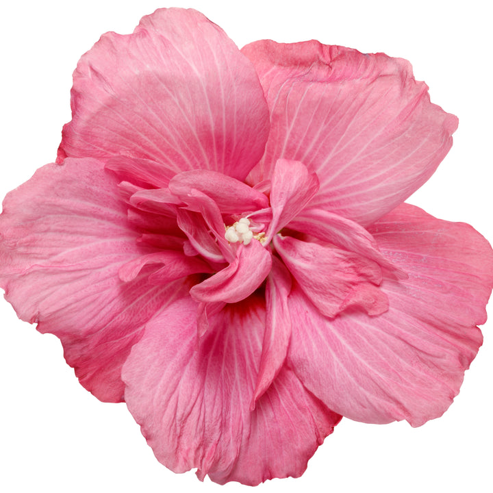Magenta Chiffon® Rose of Sharon (Hibiscus syriacus)