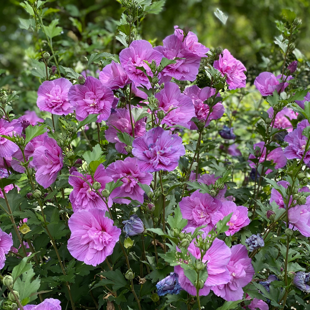 Rose of Sharon | Dark Lavender Chiffon®