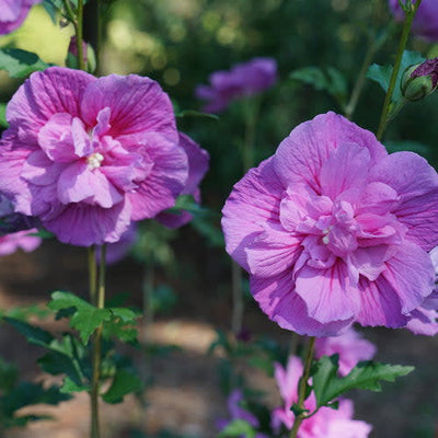 Dark Lavender Chiffon Rose of Sharon up close.