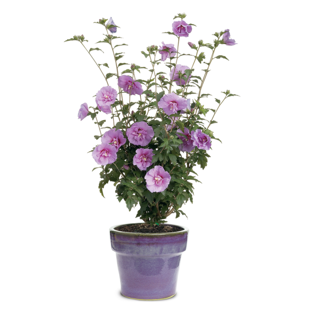 Rose of Sharon | Dark Lavender Chiffon®