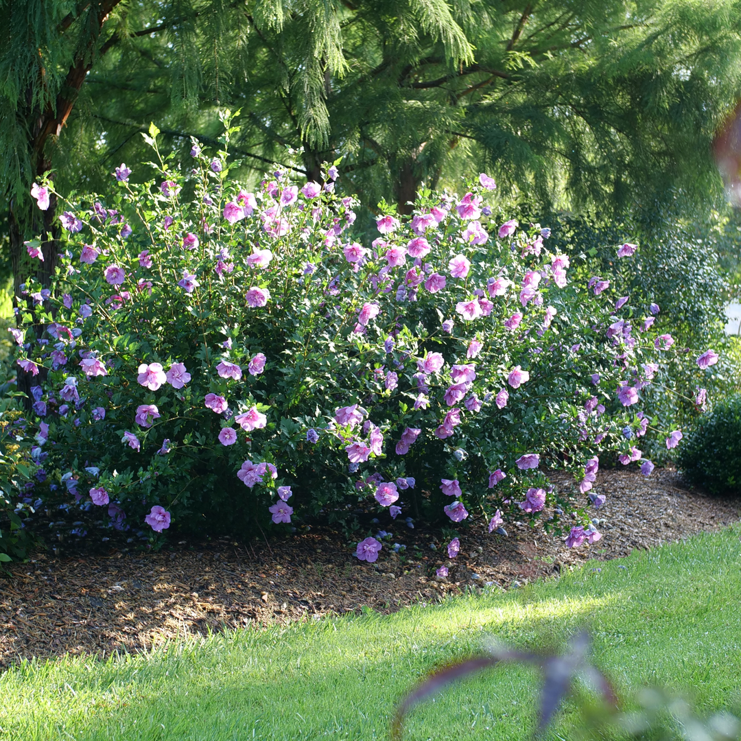 Rose of Sharon | Dark Lavender Chiffon®