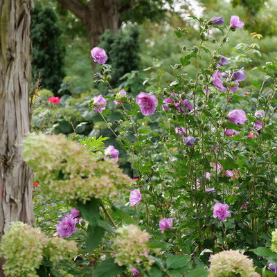 Dark Lavender Chiffon Rose of Sharon in use.