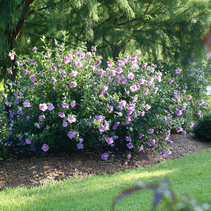 Dark Lavender Chiffon® Rose of Sharon (Hibiscus syriacus)