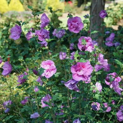 Dark Lavender Chiffon Rose of Sharon in use.