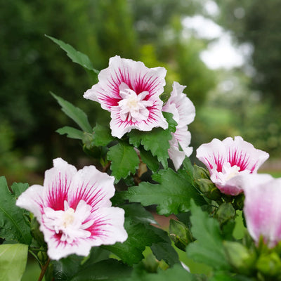 Starblast Chiffon Rose of Sharon up close.