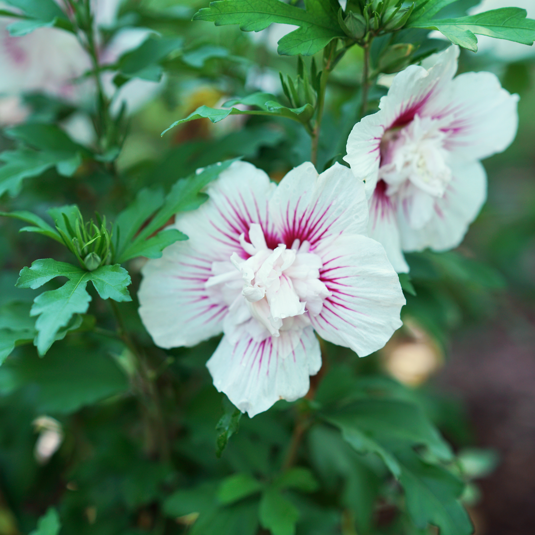 Rose of Sharon | Starblast Chiffon® | Proven Winners® Shrubs