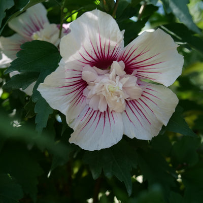 Starblast Chiffon Starblast Chiffon Rose of Sharon up close.