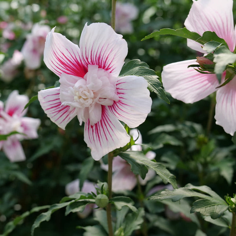 Starblast Chiffon Rose of Sharon up close.