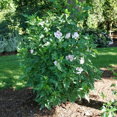 Starblast Chiffon Starblast Chiffon Rose of Sharon in focus.