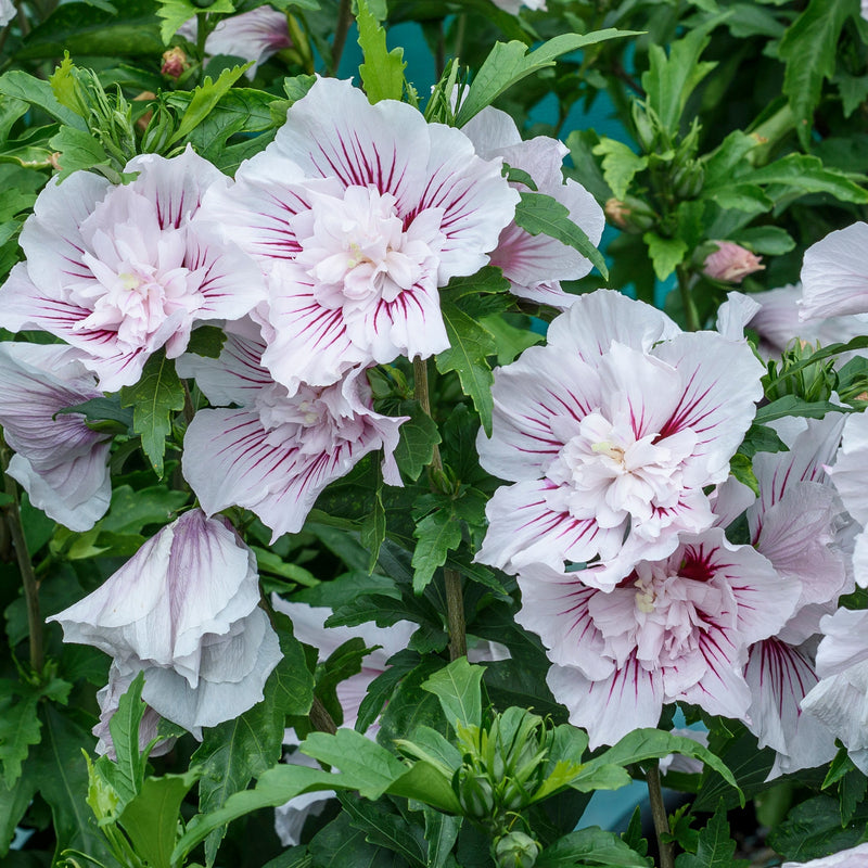 Starblast Chiffon Starblast Chiffon Rose of Sharon in focus.