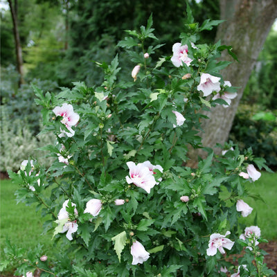 Starblast Chiffon Rose of Sharon in use.