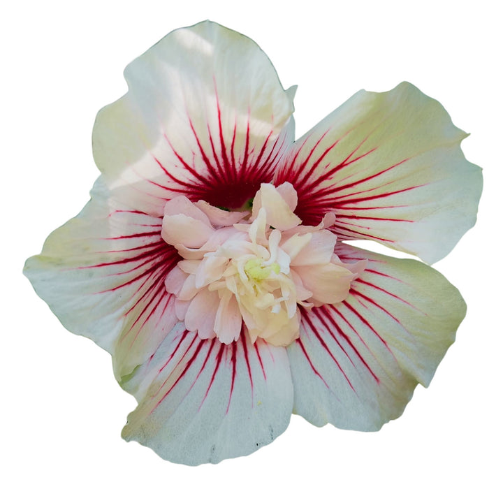 Starblast Chiffon® Rose of Sharon (Hibiscus syriacus)