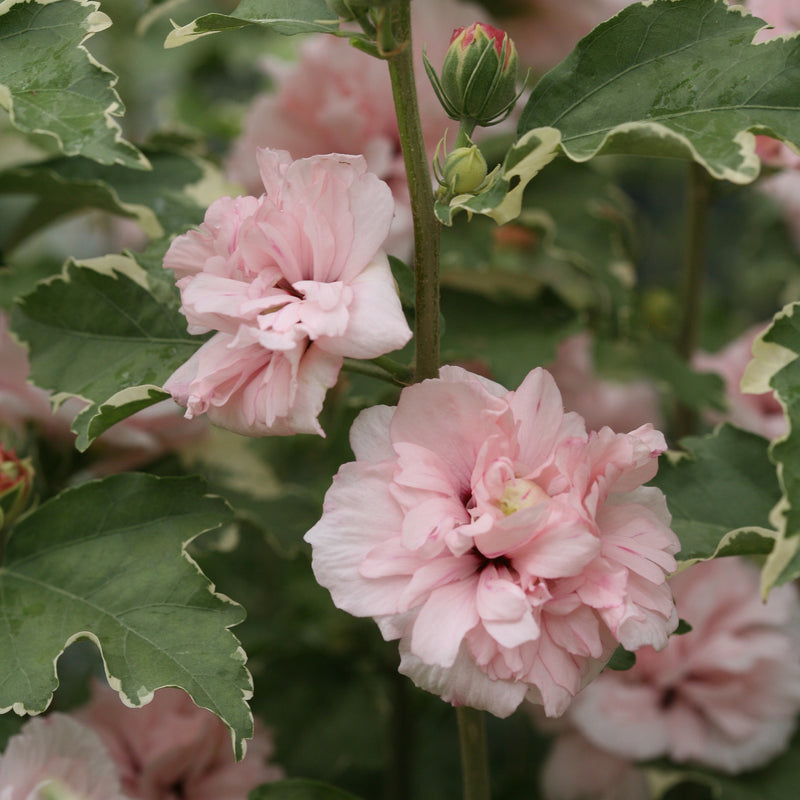 Sugar Tip Rose of Sharon up close.