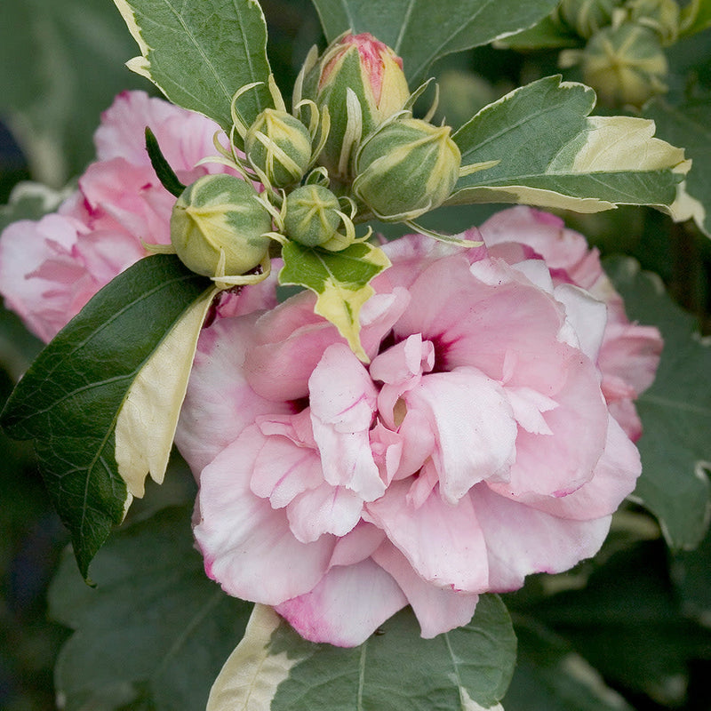 Sugar Tip Sugar Tip Rose of Sharon up close.