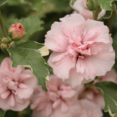 Sugar Tip Sugar Tip Rose of Sharon up close.