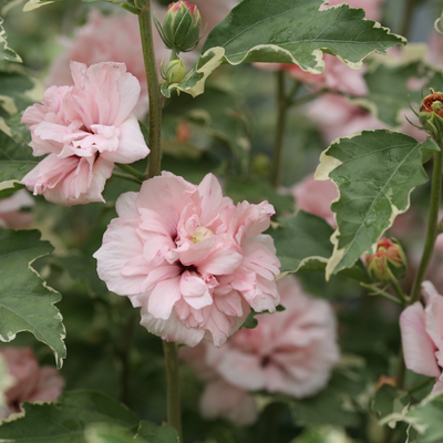 Sugar Tip Sugar Tip Rose of Sharon up close.