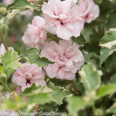 Sugar Tip Rose of Sharon up close.