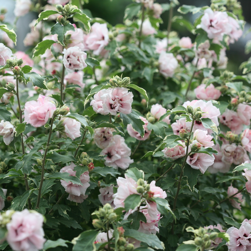 Sugar Tip Sugar Tip Rose of Sharon in focus.