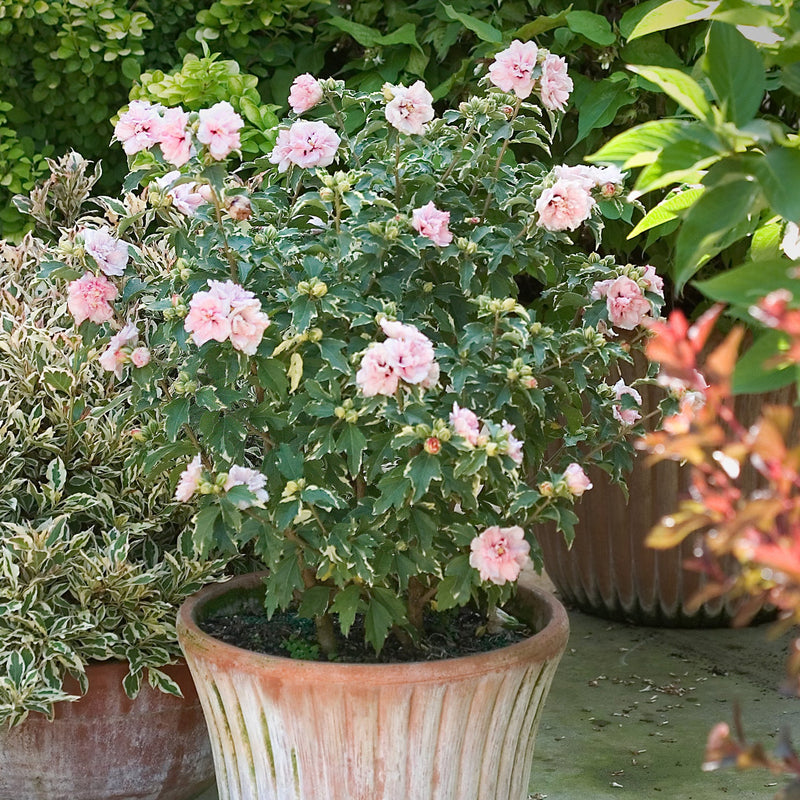 Sugar Tip Rose of Sharon in use.