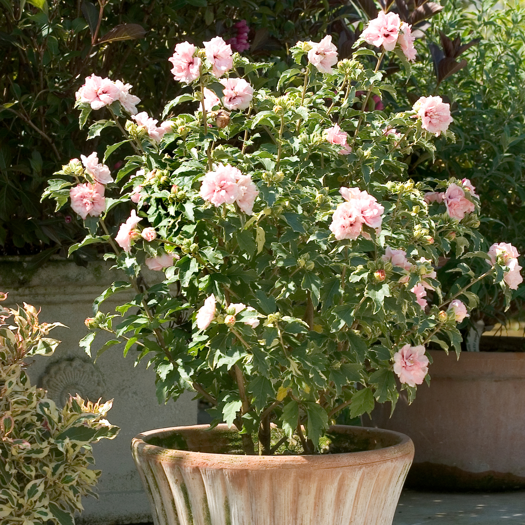 non seeding rose of sharon Rose of Sharon | Sugar Tip®