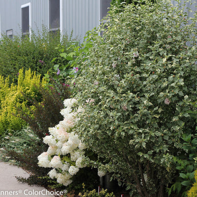 Sugar Tip Rose of Sharon in use.