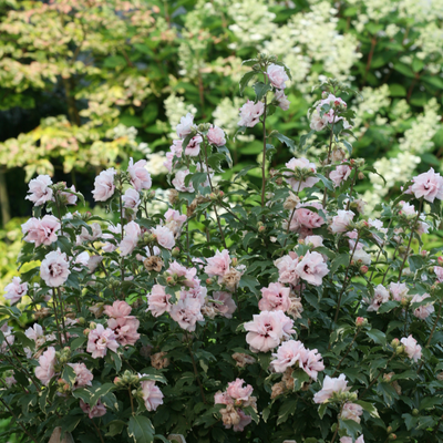 Sugar Tip Sugar Tip Rose of Sharon in use.