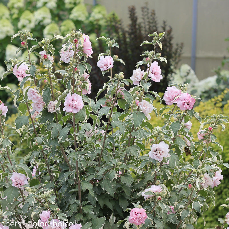 Sugar Tip Rose of Sharon in use.