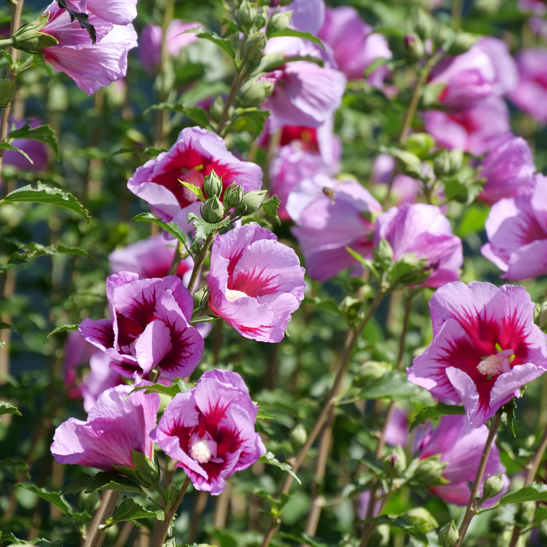P.Fubuki pup（shizen plants） HIBPRC240-CloseUp-1_1080x.png?
