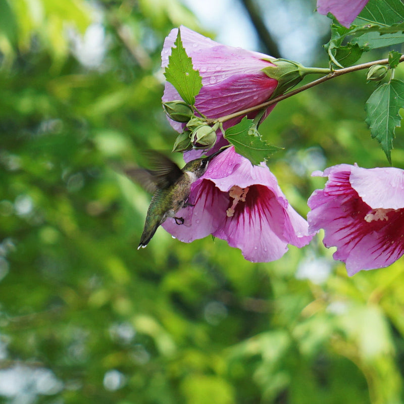 Purple Pillar Purple Pillar Rose of Sharon up close.