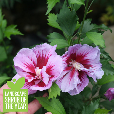 Purple Pillar Rose of Sharon up close.