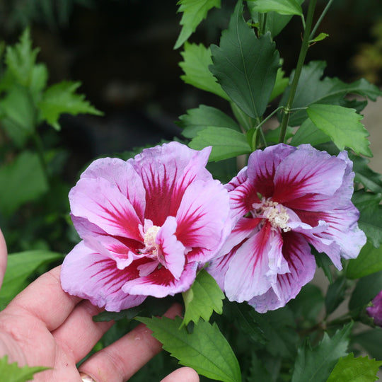 Purple Pillar® Rose of Sharon (Hibiscus syriacus)