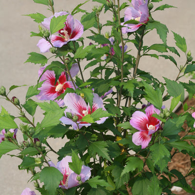 Purple Pillar Purple Pillar Rose of Sharon in focus.