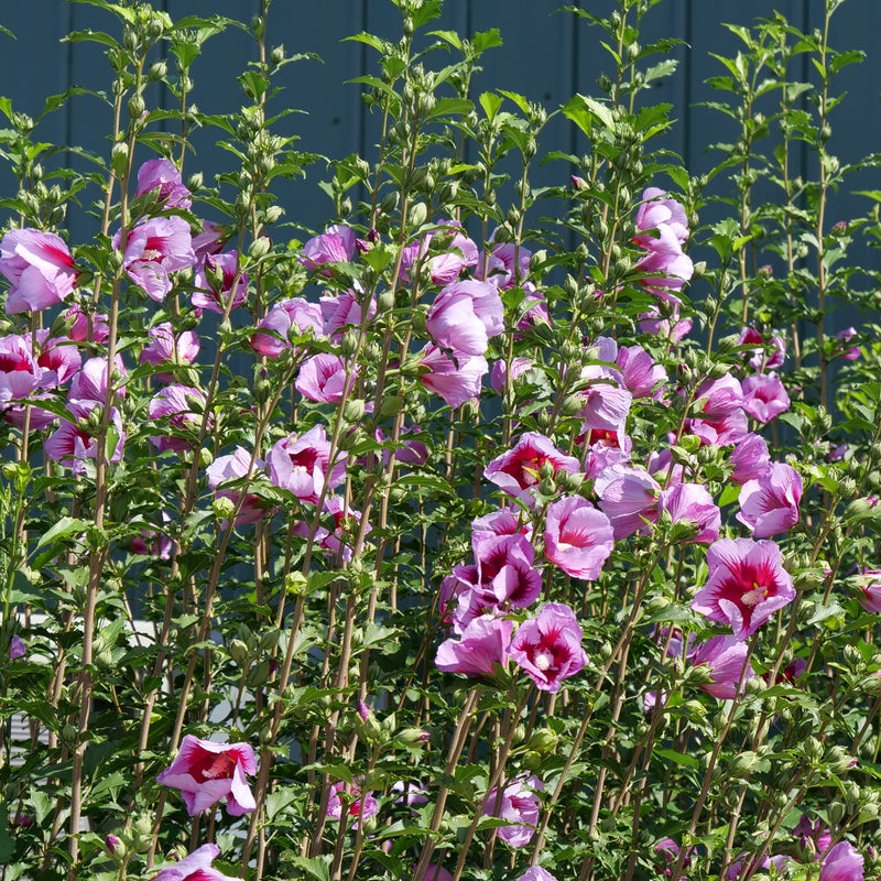 Purple Pillar Purple Pillar Rose of Sharon in focus.