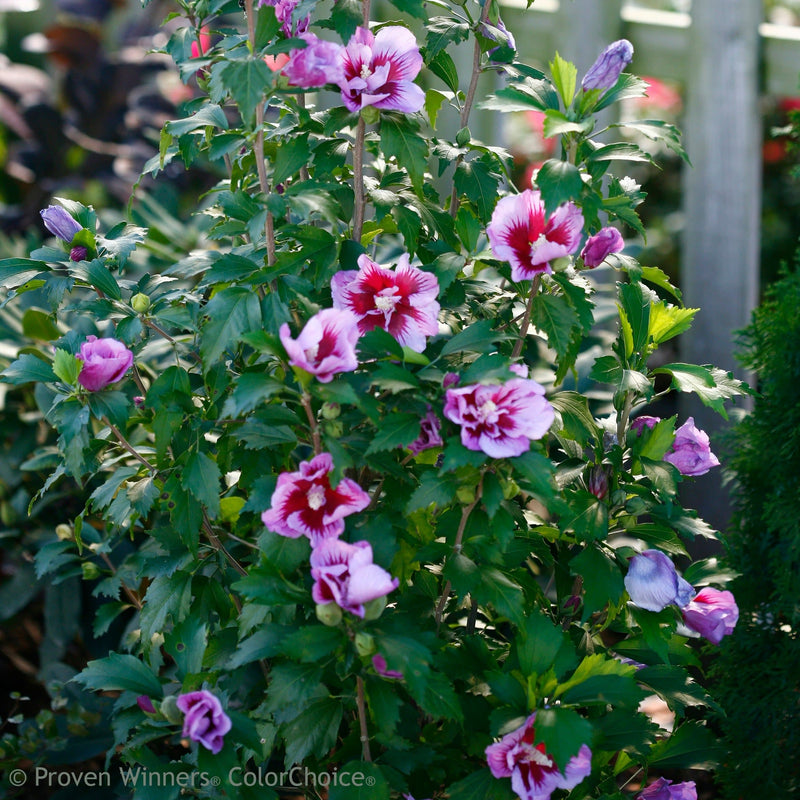 Purple Pillar Rose of Sharon in focus.