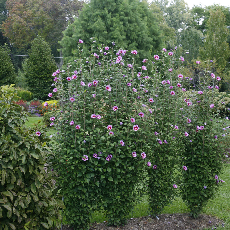 Purple Pillar Rose of Sharon in use.